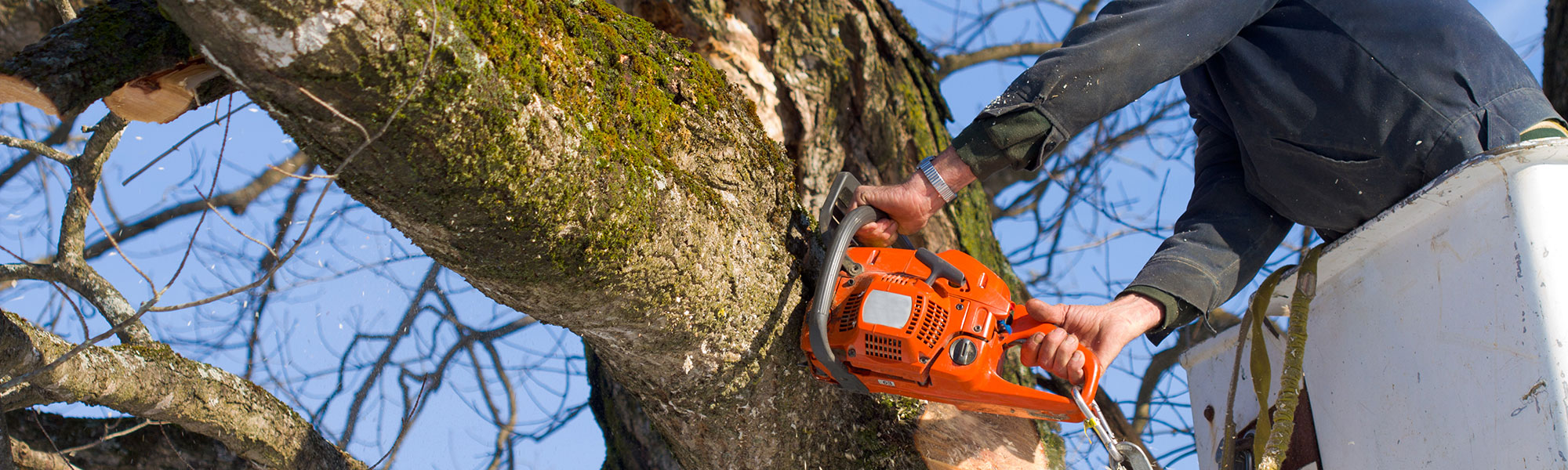 tree removal