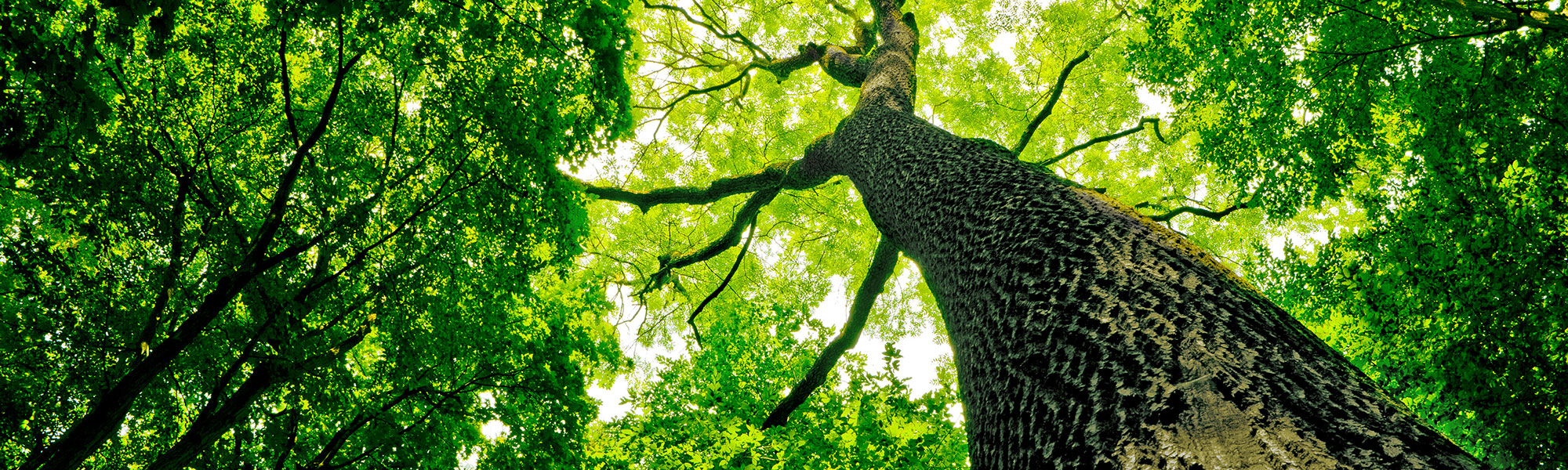 Dying tree evaluations